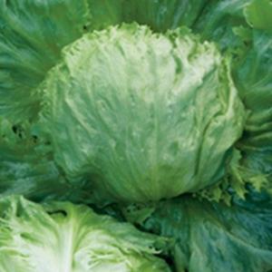 タキイ種苗 レタス ヒートガイ ペレット5000粒 : 種苗・園芸ショップ