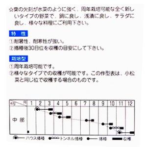 水菜の種 からし水菜 小袋(3ml)の詳細画像1