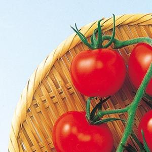 トマトの種 スーパーミディ 1000粒 ( 野菜の種 )