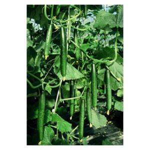 キュウリの種 南極1号 小袋（約20粒） ( 野菜の種 )