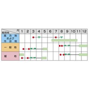 ブロッコリーの種 ブロッコリー 種 おはよう ...の詳細画像1