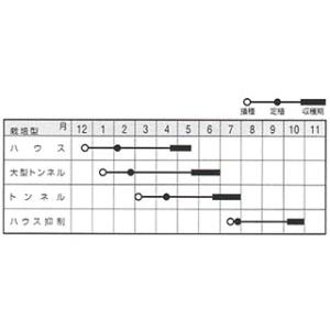 メロンの種 シャロン2号 小袋(6粒)の詳細画像1