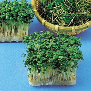 SK9-099 ブロッコリー種子 2000粒 【野菜種子】【サカタのタネ