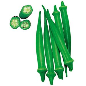 野菜種子 とうがらし 朝鮮なんばん（激辛）福井シードのタネ