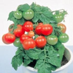 トマトの種 矮性トマト レジナ  実咲小袋 ( 野菜の種