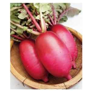 大根の種 紅くるり 2.5ml ( 野菜の種 )の詳細画像2