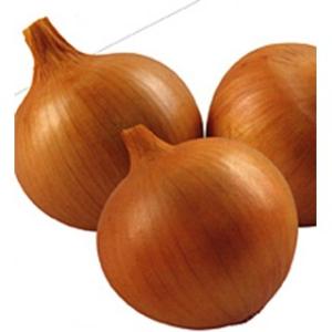 たまねぎの種 あまがし2号 2dl ( 野菜の種 )の商品画像