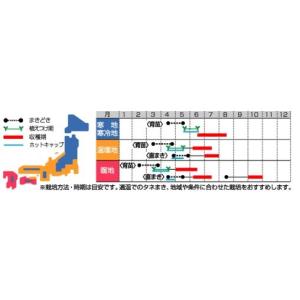 カボチャの種 韓国カボチャ マッチャン 実咲小...の詳細画像1