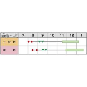 ブロッコリーの種 ブロッコリーの種 グリーンキ...の詳細画像1