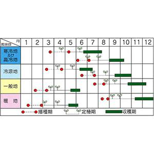 ブロッコリーの種 すばる 小袋 (約100粒)の詳細画像1