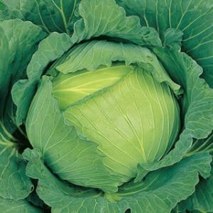 キャベツの種 冬藍 （とうらん） 小袋（約0.7ml） ( 野菜の種 )