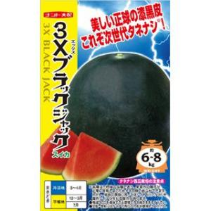 スイカの種 3Xブラックジャック 8粒 ( 野菜の種 )