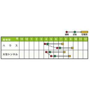 メロンの種 マリアージュ盛夏系 小袋(5粒)の詳細画像1