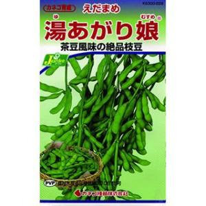 枝豆 湯あがり娘（中早生白毛）の種 小袋 野菜種子 豆類