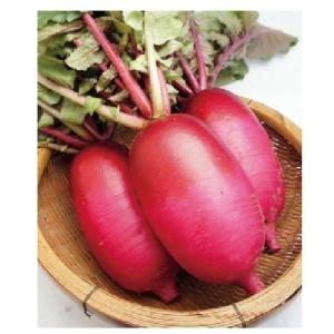 大根 種 【紅くるり】 20ml ( 野菜の種 )の詳細画像2