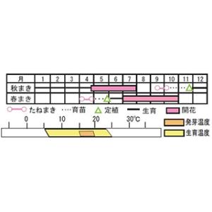 バーベナの種 ロングランミックス 小袋の詳細画像1