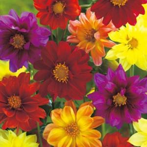 ダリア 種  アーリーバード  小袋（約80粒） （ ダリアの種 ）