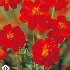 コスモスの種 キバナコスモス ディアボロ 小袋 （ 秋桜 ）