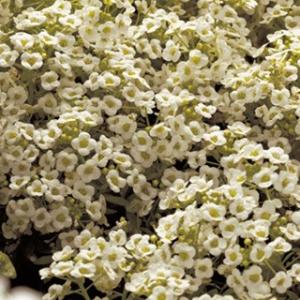 アリッサム 種  スノークリスタル  小袋 （ アリッサムの種 ）