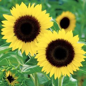 花の種（営利用）F1サンリチ ひまわり 50日タイプ F1サンリチ