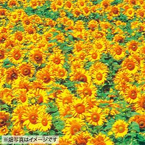 ひまわりの種 大輪一重咲き黄色 1L : 菜園くらぶ Yahoo!店 - 通販