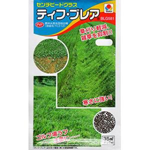 芝の種 ティフブレア 小袋