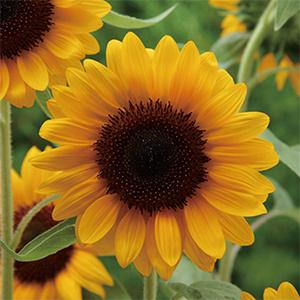 ひまわりの種 F1サンリッチオレンジ 徳用パック FHM602 : 菜園くらぶ