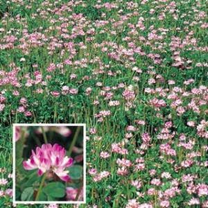 れんげ草 種 れんげ草 小袋 （ れんげ草の種 ）