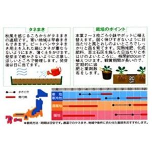 パンジーの種 よく咲くスミレ スイートポテト ...の詳細画像1