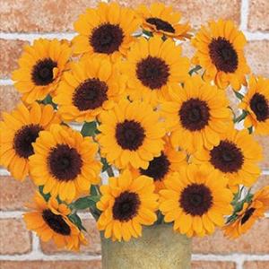 花の種 大輪ひまわり 4袋まで送料73円 優良配送はクリップポス トで