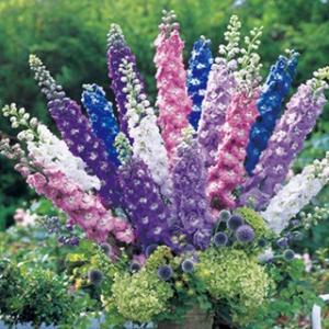 デルフィニウム 種の商品一覧 通販 Yahoo ショッピング