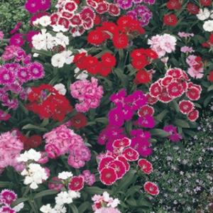 四季咲きナデシコの商品一覧 通販 Yahoo ショッピング