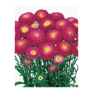 アスター 種  あずみ ローズピンク  5ml （ アスターの種 ）
