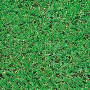 芝生の種 ノシバ芝太郎 小袋(15ml)