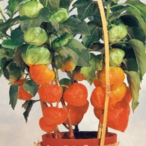 ほおずき 鉢植えの商品一覧 通販 Yahoo ショッピング