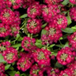 アリッサム 種  イースターボネット バイオレット  小袋（10ml） （ アリッサムの種 ）