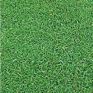 芝生の種 ケンタッキーブルーグラス ムーンライトSLT