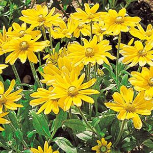 ルドベキア 種 種子 の商品一覧 花 ガーデニング 通販 Yahoo ショッピング