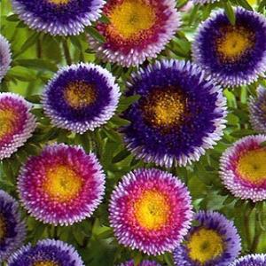 ブルーアスター 花 ガーデニング の商品一覧 通販 Yahoo ショッピング