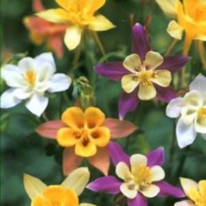 オダマキ 種の商品一覧 通販 Yahoo ショッピング