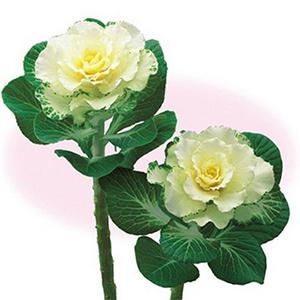 葉牡丹の種 フレア ホワイト 小袋 菜園くらぶ Yahoo 店 通販 Yahoo ショッピング