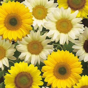 ひまわりの種 花 ガーデニング の商品一覧 通販 Yahoo ショッピング