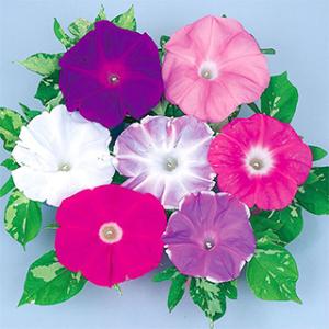 花の種（営利用）アサガオ 朝顔 暁の混合 1000粒 プライマックス種子