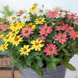 SK9-099 ブロッコリー種子 ペレット5000粒 【野菜種子】【サカタのタネ
