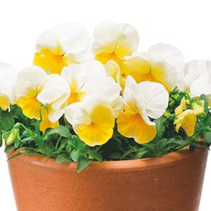 パンジーの種 よく咲くスミレ(パンジー) レモネ...の商品画像