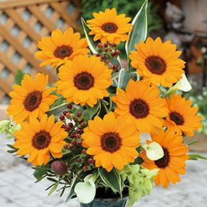 ひまわりの種 秋ひまわり　ビンセント　ネーブル 実咲小袋