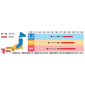 朝顔の種 るこう朝顔(カーディナルクライマー)...の詳細画像3