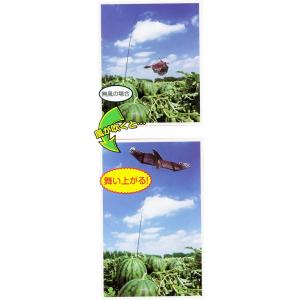 鳥追いカイト鷹(ポール竿付) 凧 防鳥具 防獣...の詳細画像2