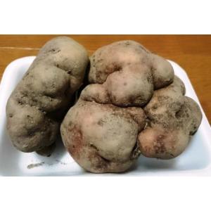 三重多気町名物! 伊勢いも 種芋 約300gの商品画像
