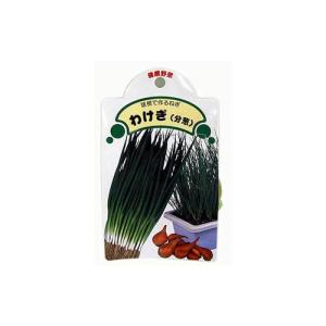 国産 ネギ ワケギ 球根 葱 分葱 (わけぎ) 種球 約200ｇ